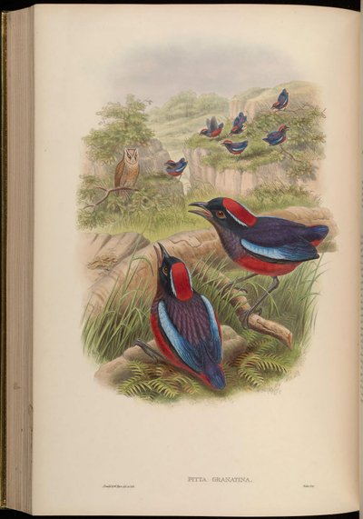 Pitta granatina = Erythropitta granatina granatina by John Gould